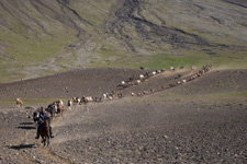 Iceland-Iceland Shorts-Snaefellsnes Beach Ride